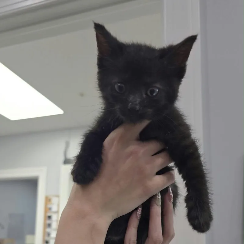 A baby small-sized male Black Domestic Short Hair cat named Oz for adoption in Fairmont, WV