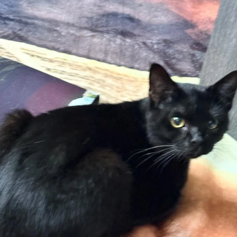 An adult medium-sized male Black Domestic Short Hair cat named Misfit for adoption in Tulsa, OK