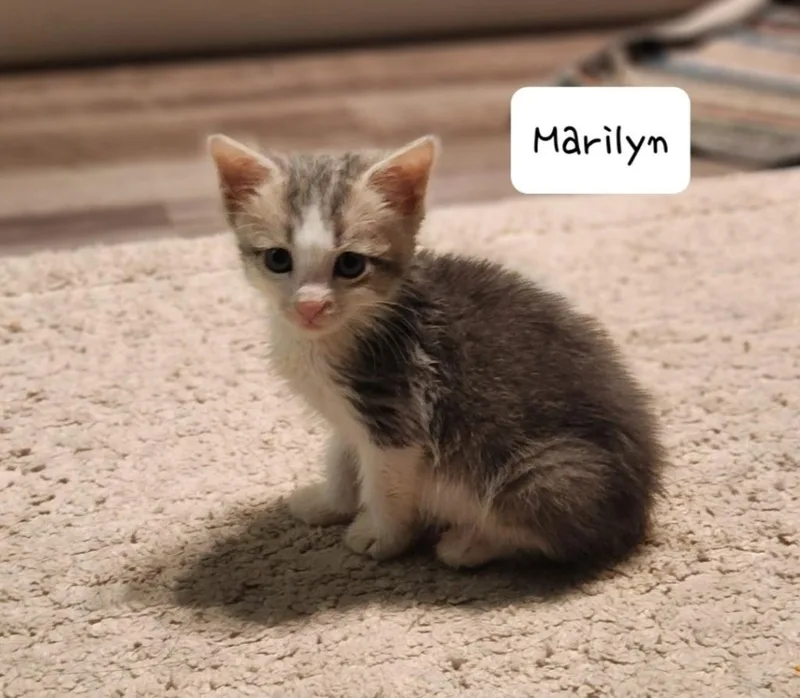 A baby small-sized female Domestic Short Hair cat named Marilyn for adoption in San Jacinto, CA