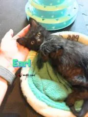 A young small-sized male Black Domestic Short Hair cat named Bedtime Stories: Earl for adoption in Council Bluffs, IA