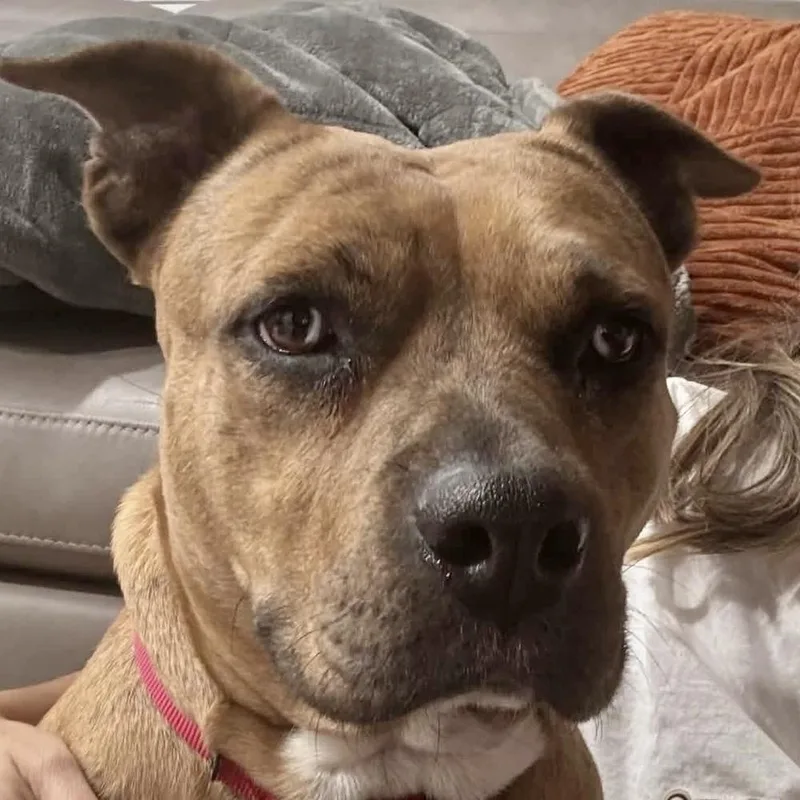 Rosie Cinderella thumbnail 2