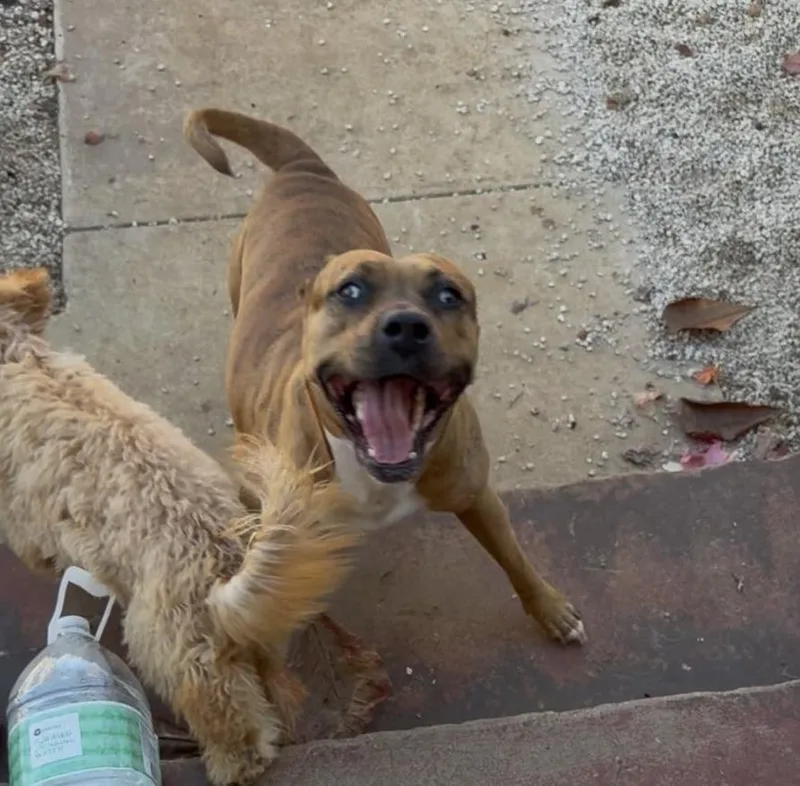 Rosie Cinderella thumbnail 3