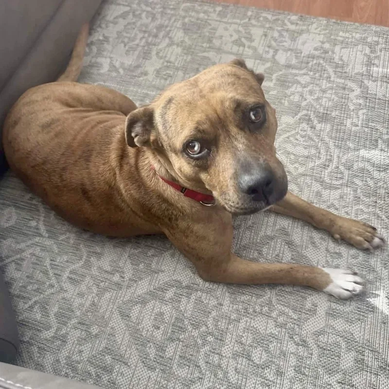 Rosie Cinderella thumbnail 4