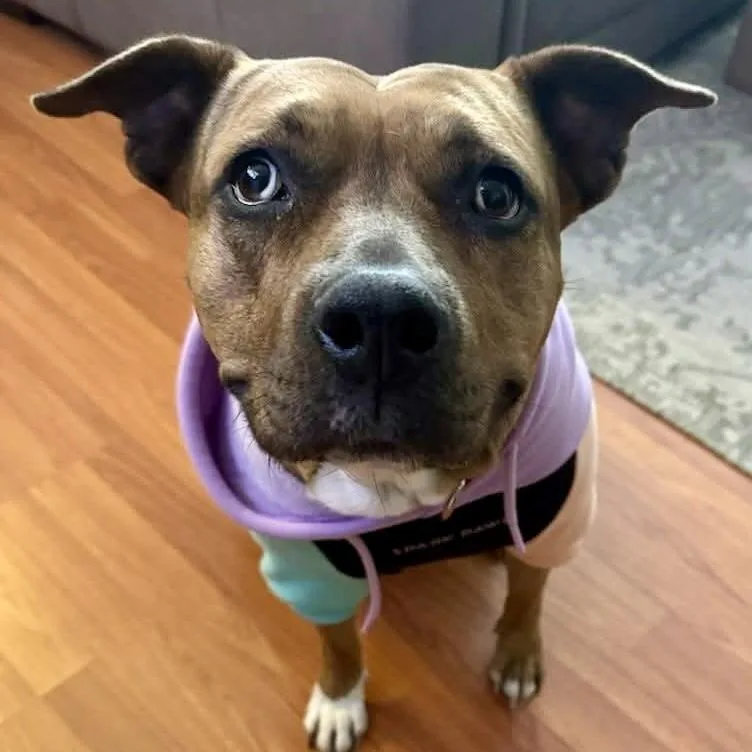 Rosie Cinderella thumbnail 5