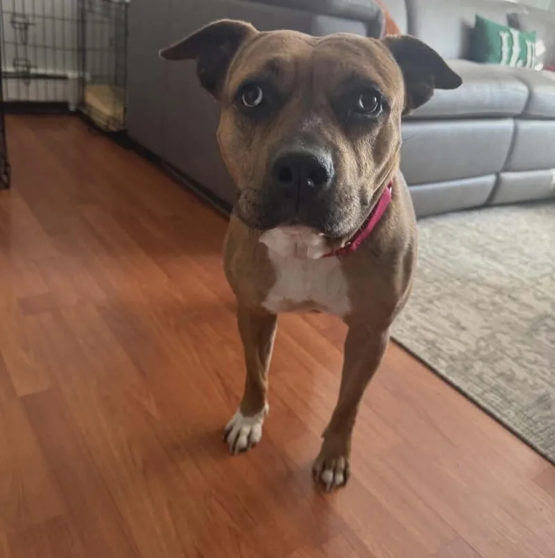 Rosie Cinderella thumbnail 6