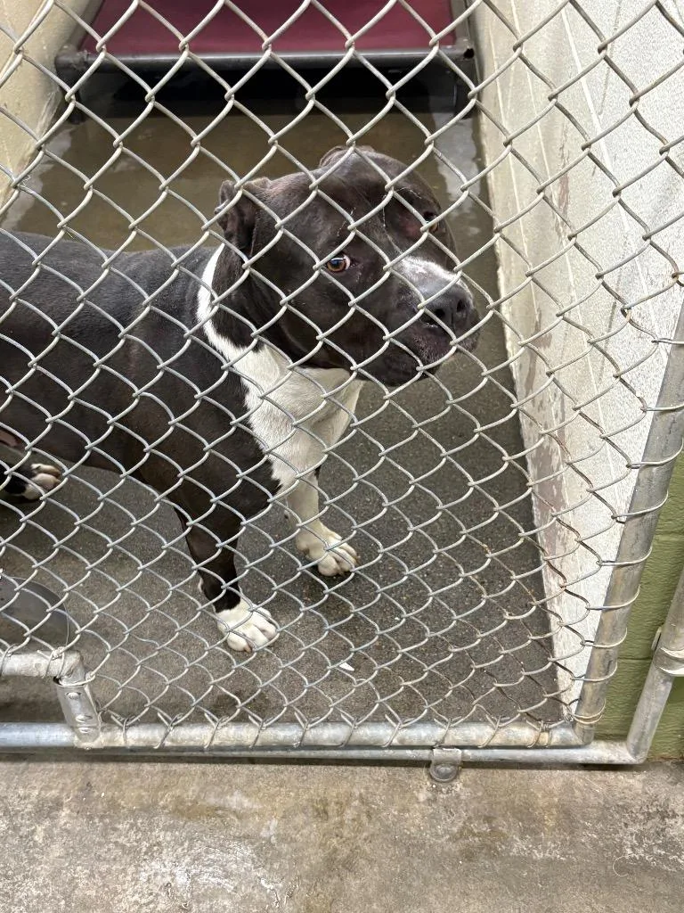 An adult large-sized male Pit Bull Terrier dog named Lincoln for adoption in St. Helens, OR