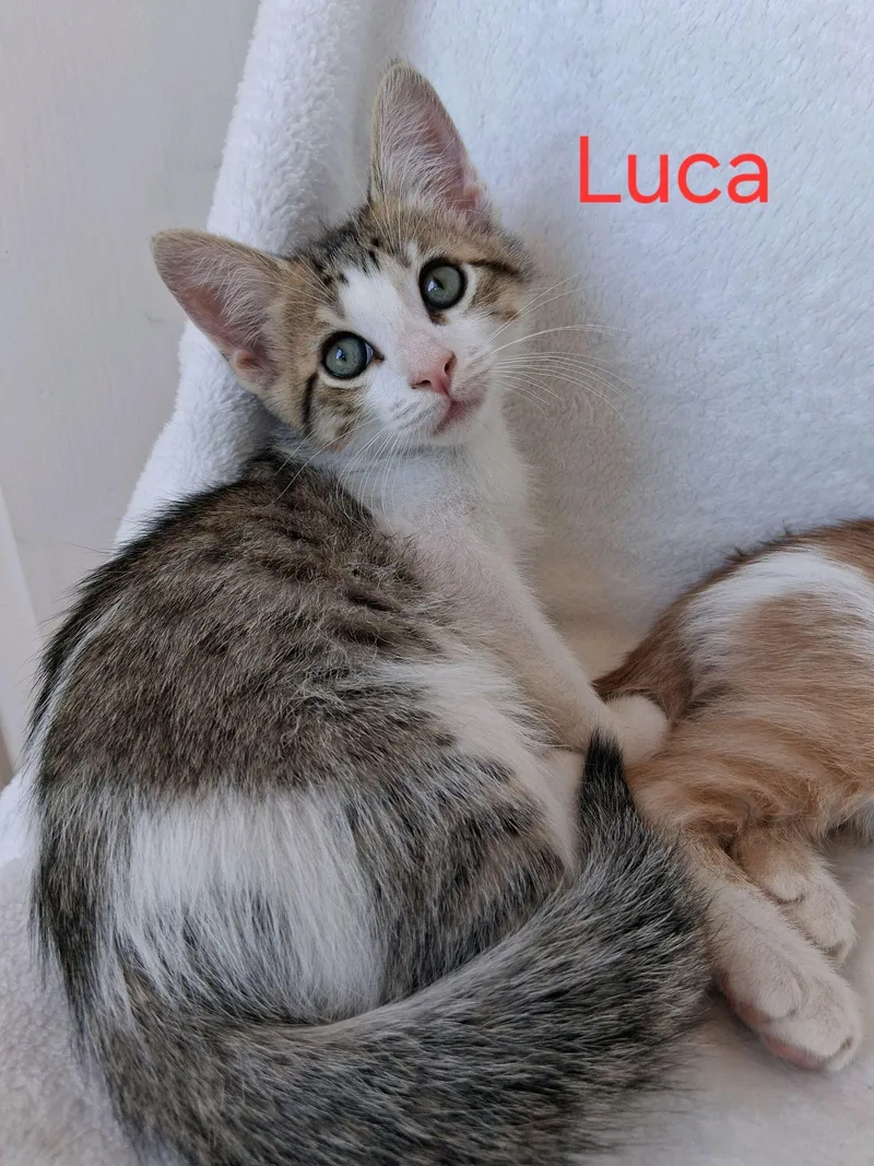 Luca