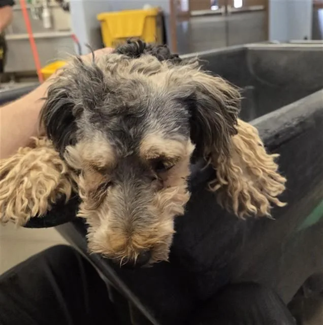 A young small-sized male Parson Russell Terrier dog named Almond for adoption in Phoenix, AZ