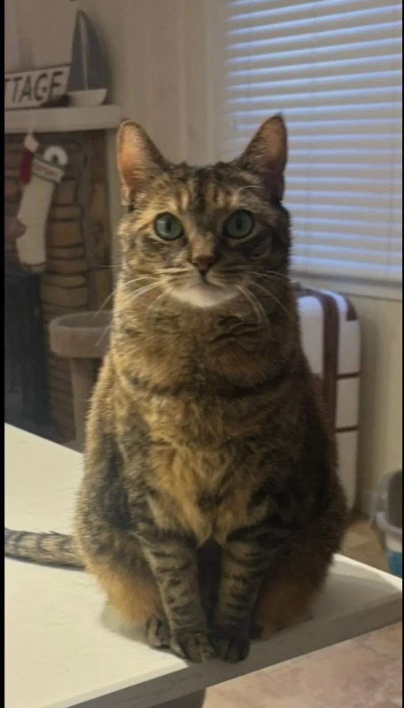 Joan & Jett thumbnail 3