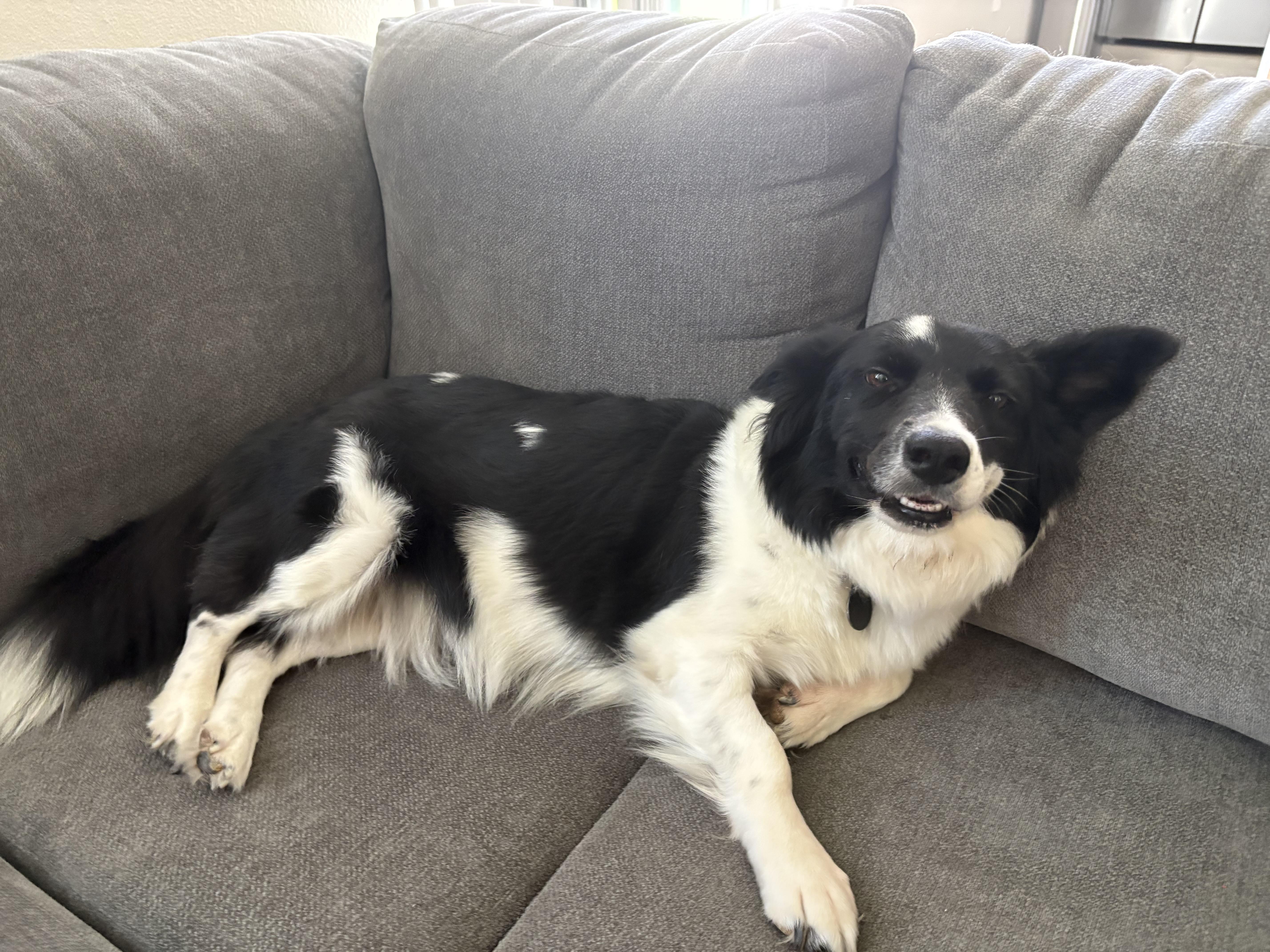 A young medium-sized female Border Collie dog named Georgia for adoption in San Diego, CA