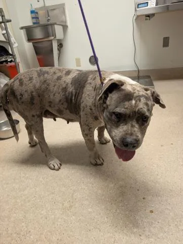 An adult medium-sized female English Bulldog dog named Aunt Lucy for adoption in Bakersfield, CA