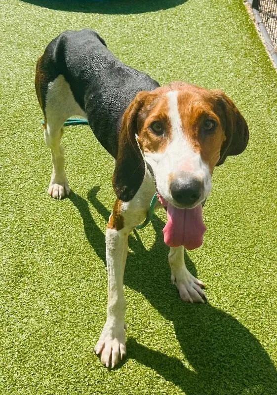 An adult medium-sized female Tricolor (Brown, Black, & White) Treeing Walker Coonhound dog named Dory for adoption in Supply, NC