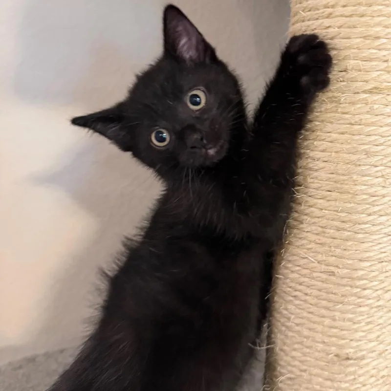 A baby small-sized male Black Domestic Short Hair cat named Sable for adoption in Midland, TX
