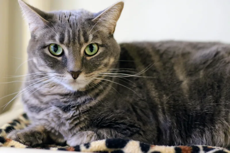 An adult medium-sized female Gray / Blue / Silver Domestic Short Hair cat named Carbon for adoption in Boise, ID