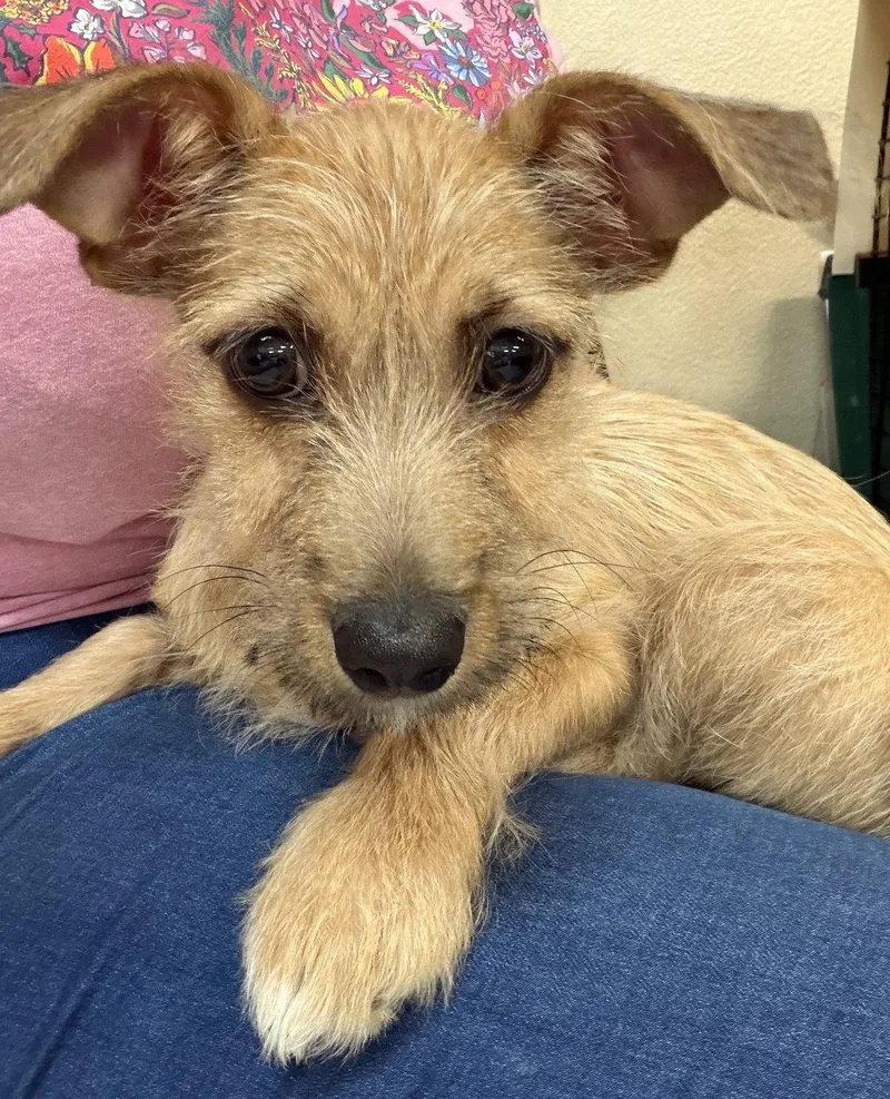 A baby small-sized male Terrier dog named Mikey for adoption in Los Angeles, CA