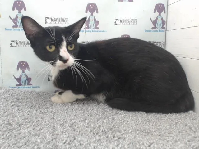 A young small-sized female Domestic Short Hair cat named A for adoption in Orlando, FL