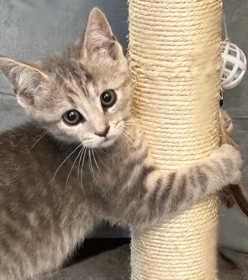 A baby small-sized female Domestic Short Hair cat named Muffin for adoption in Silver Spring, MD