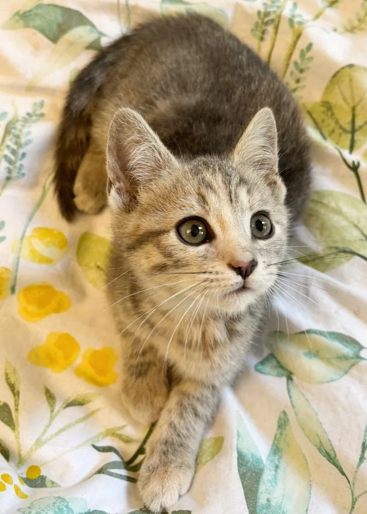 Muffin thumbnail 3