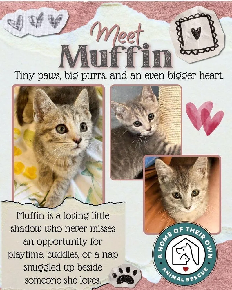 Muffin thumbnail 4