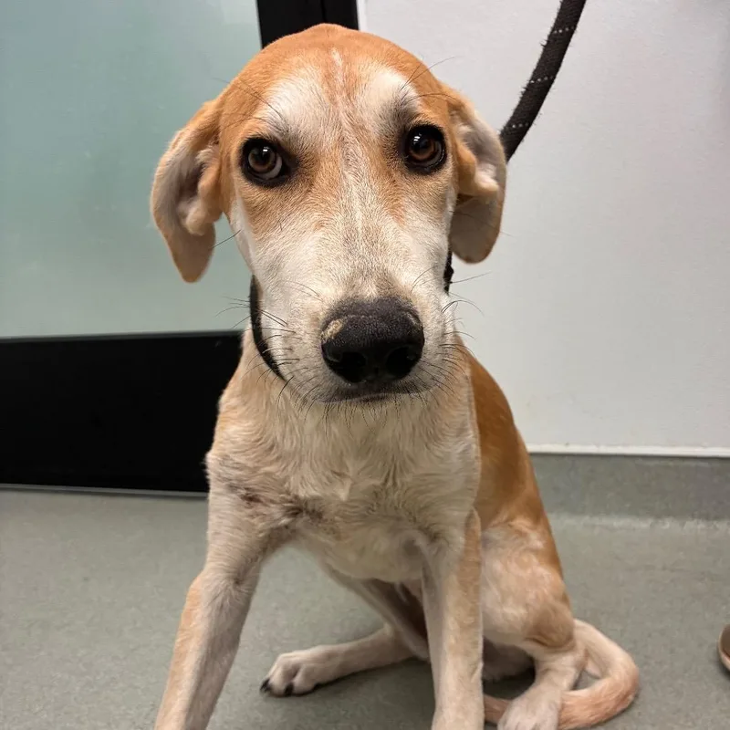 A young medium-sized female White / Cream Mixed Breed dog named Anca for adoption in Abilene, TX