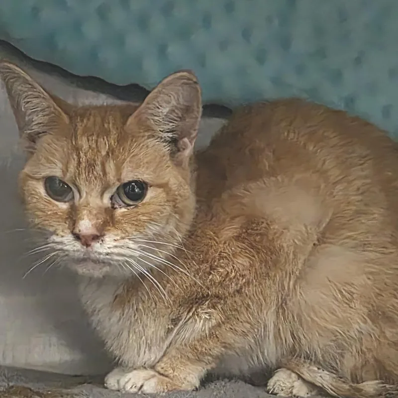 An adult medium-sized female Orange / Red Domestic Short Hair cat named Cucumber for adoption in Fort Wayne, IN