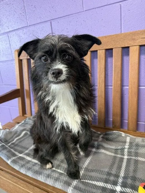 A young small-sized female Shih Tzu dog named Su for adoption in North Prairie, WI