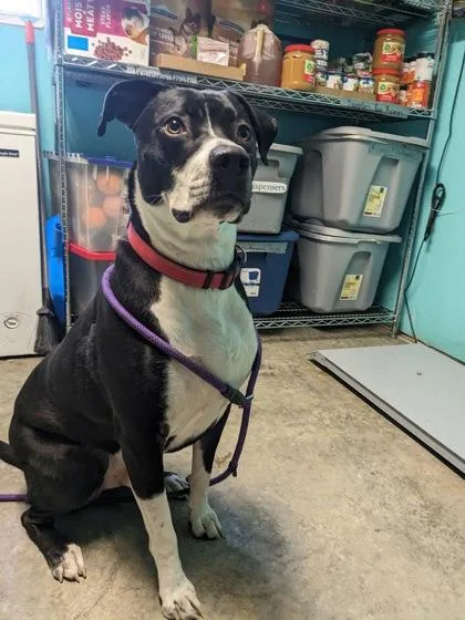 An adult large-sized male Black American Bully dog named Arrow for adoption in Lewiston, ID