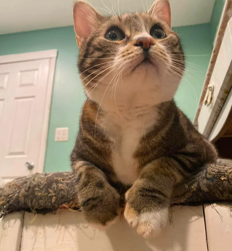 An adult large-sized male Calico American Shorthair cat named Nyla & Milo for adoption in East Orange, NJ