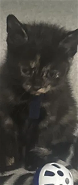 A baby small-sized female Domestic Short Hair cat named Lisa for adoption in Dallas, TX