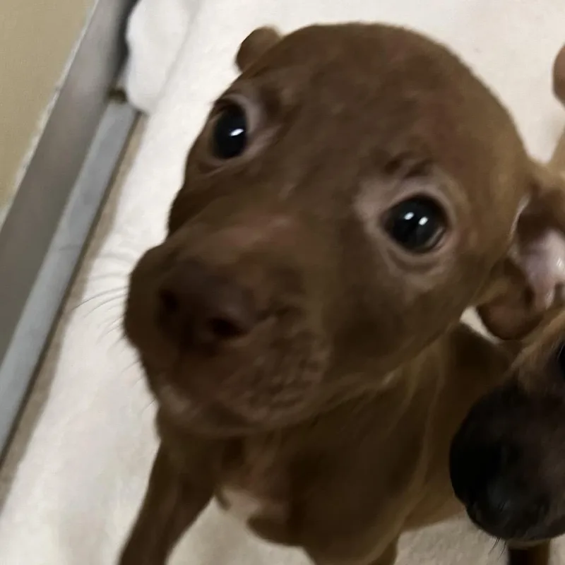 A baby medium-sized male Brown / Chocolate Pit Bull Terrier dog named Ser Criston Cole for adoption in Pekin, IL