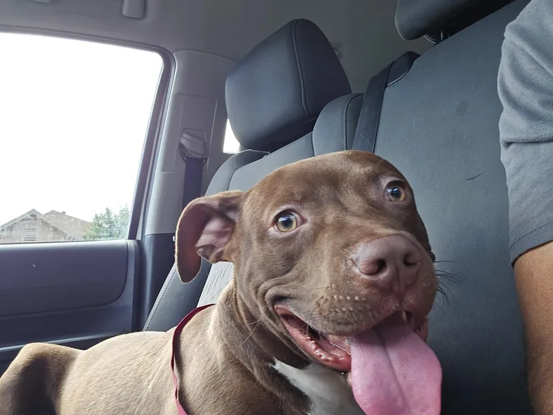 A young medium-sized male Brown / Chocolate Pit Bull Terrier dog named Elliot for adoption in Arvada, CO