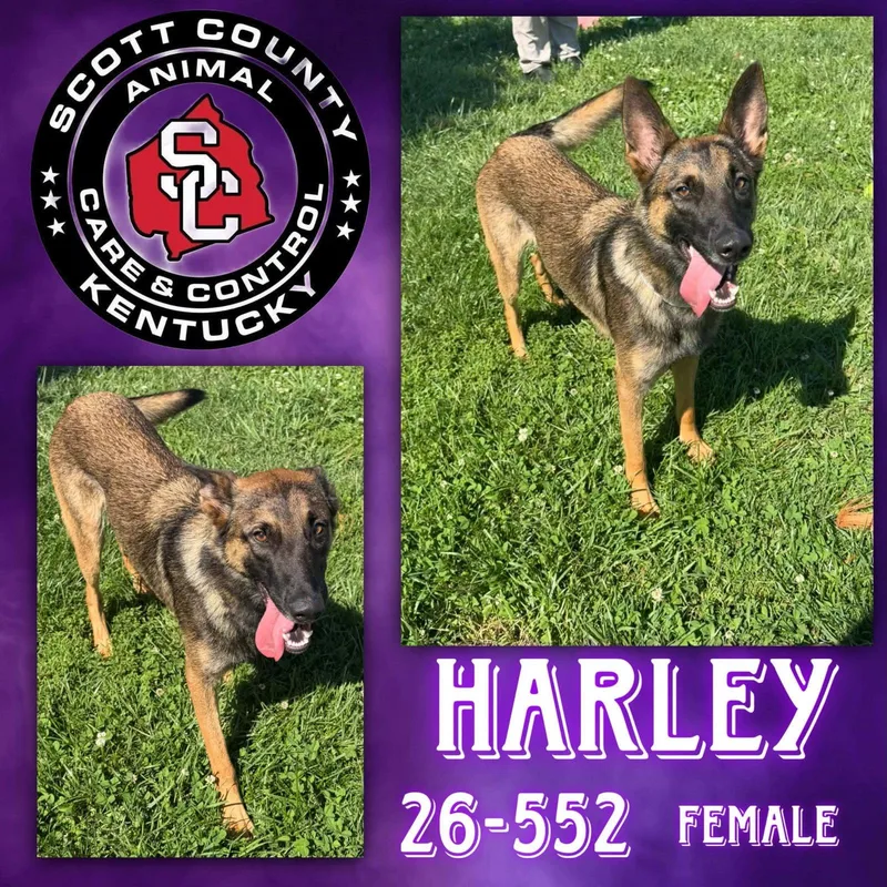 Harley