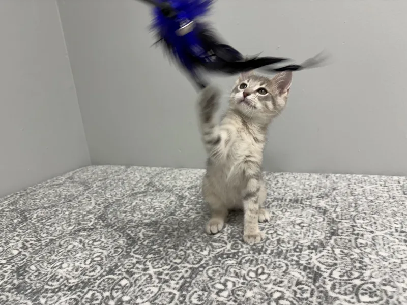 A baby medium-sized male Tabby (Gray / Blue / Silver) Domestic Short Hair cat named Carl for adoption in Frankfort, IN