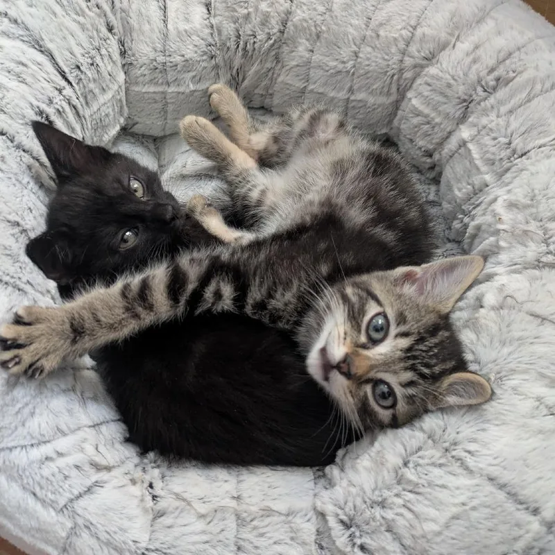 A baby small-sized female Brown / Chocolate Domestic Short Hair cat named Elsa [blue] for adoption in Baltimore, MD