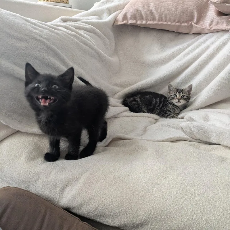 Elsa [blue] thumbnail 2