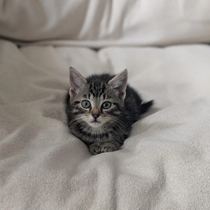 Elsa [blue] thumbnail 3