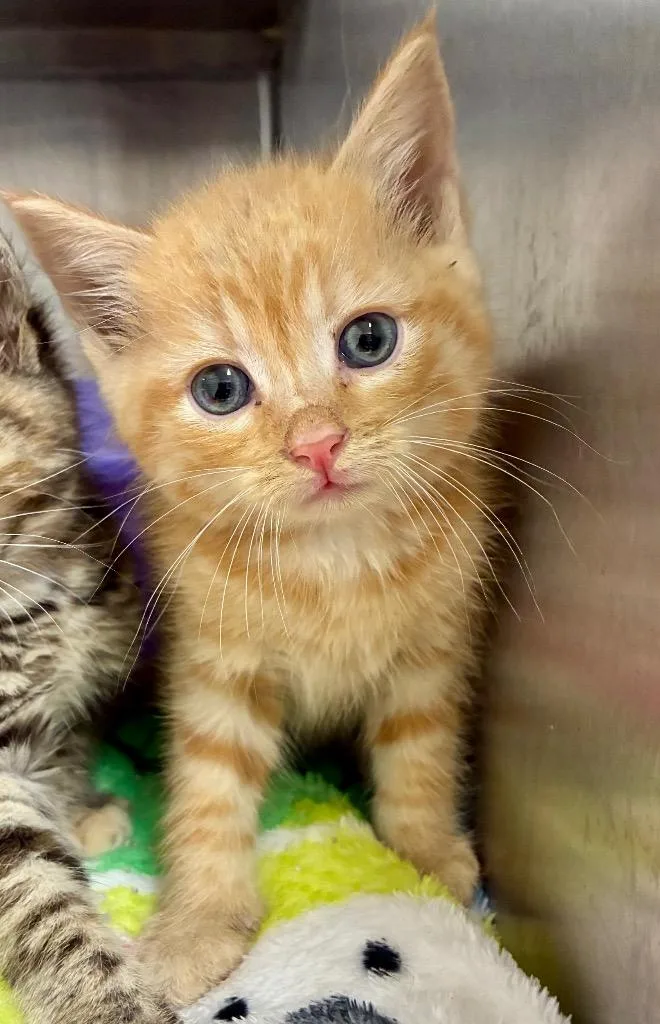 A baby medium-sized male Domestic Medium Hair cat named Boat Dock for adoption in Greeneville, TN
