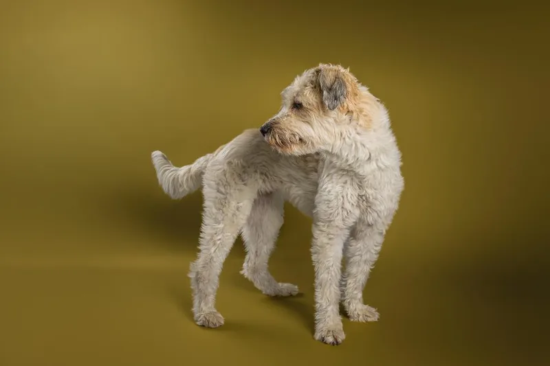 An adult small-sized female White / Cream Havanese dog named Momo Monique for adoption in Tyler, TX