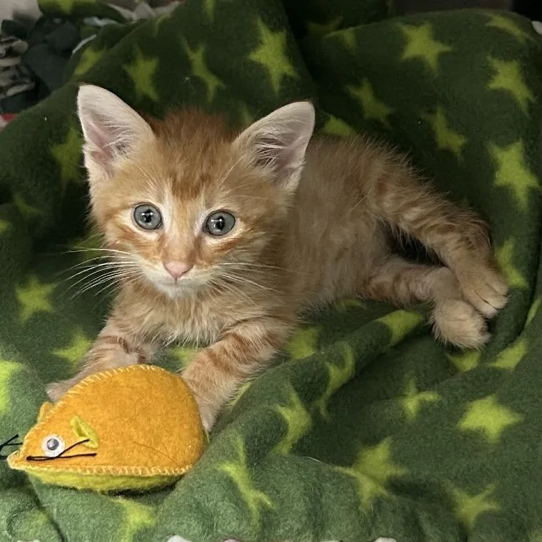 A baby small-sized male Orange / Red Domestic Short Hair cat named Garfield for adoption in San Gabriel, CA