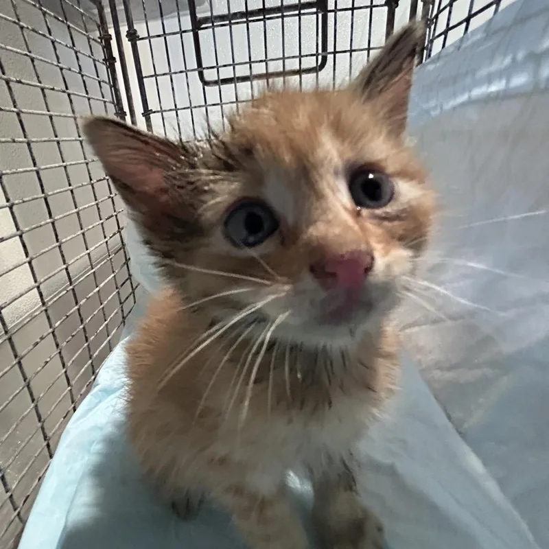 Garfield thumbnail 2
