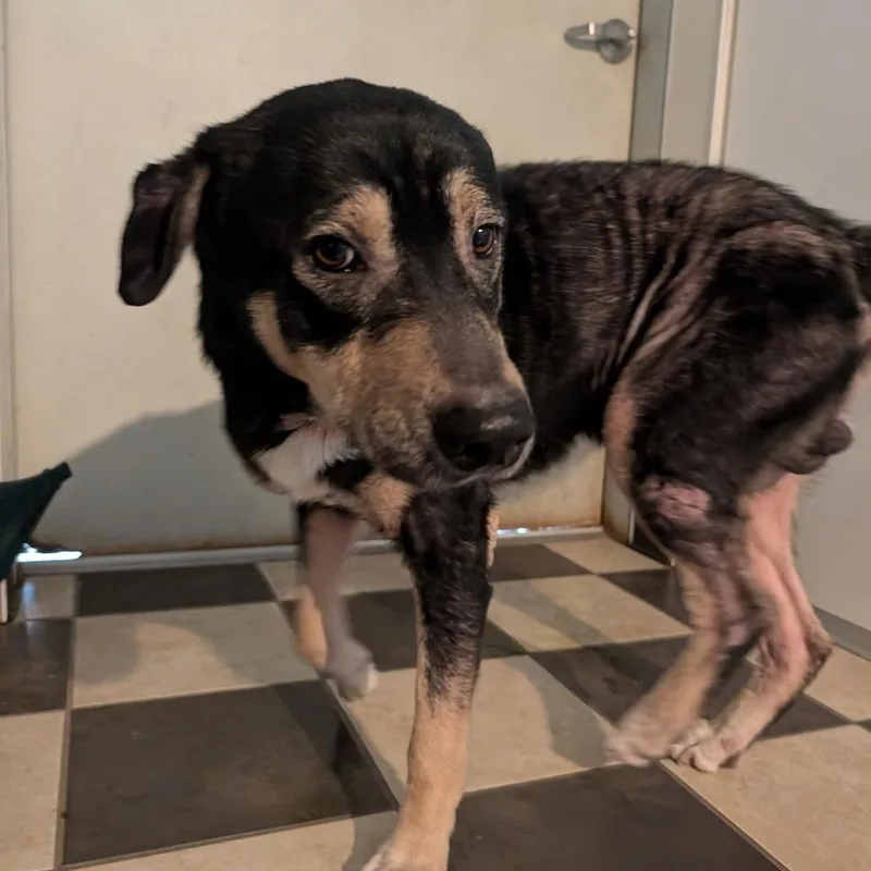 An adult small-sized male Black Mixed Breed dog named Lil Wayne for adoption in Fulton, TX