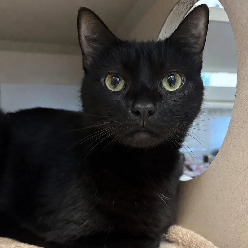 An adult large-sized female Black Domestic Short Hair cat named Sassy for adoption in Gloucester, VA