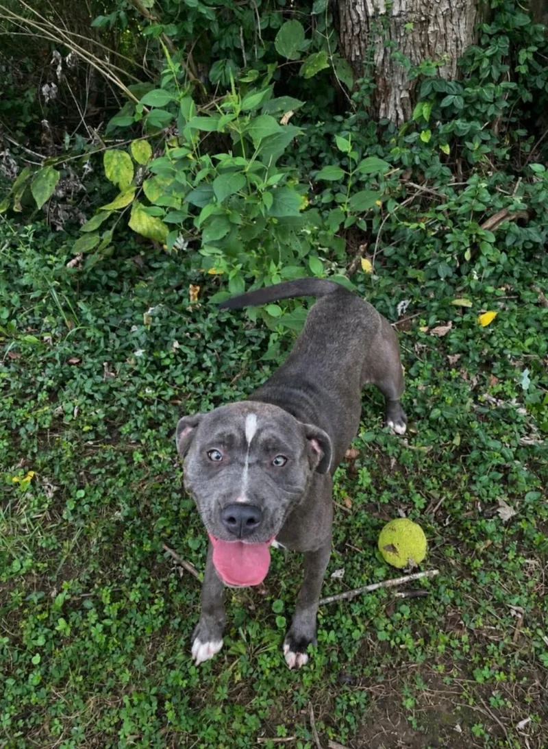 A young medium-sized female Gray / Blue / Silver Boxer dog named Babe for adoption in Maysville, KY