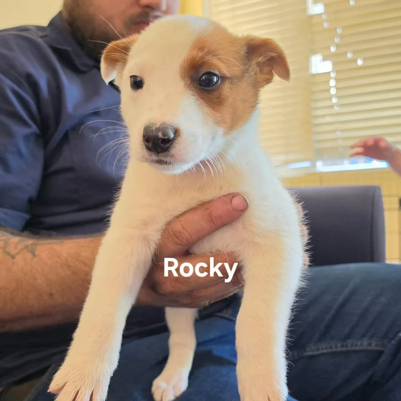 A baby medium-sized male White / Cream Australian Cattle Dog / Blue Heeler dog named Rocky for adoption in Brentwood, CA