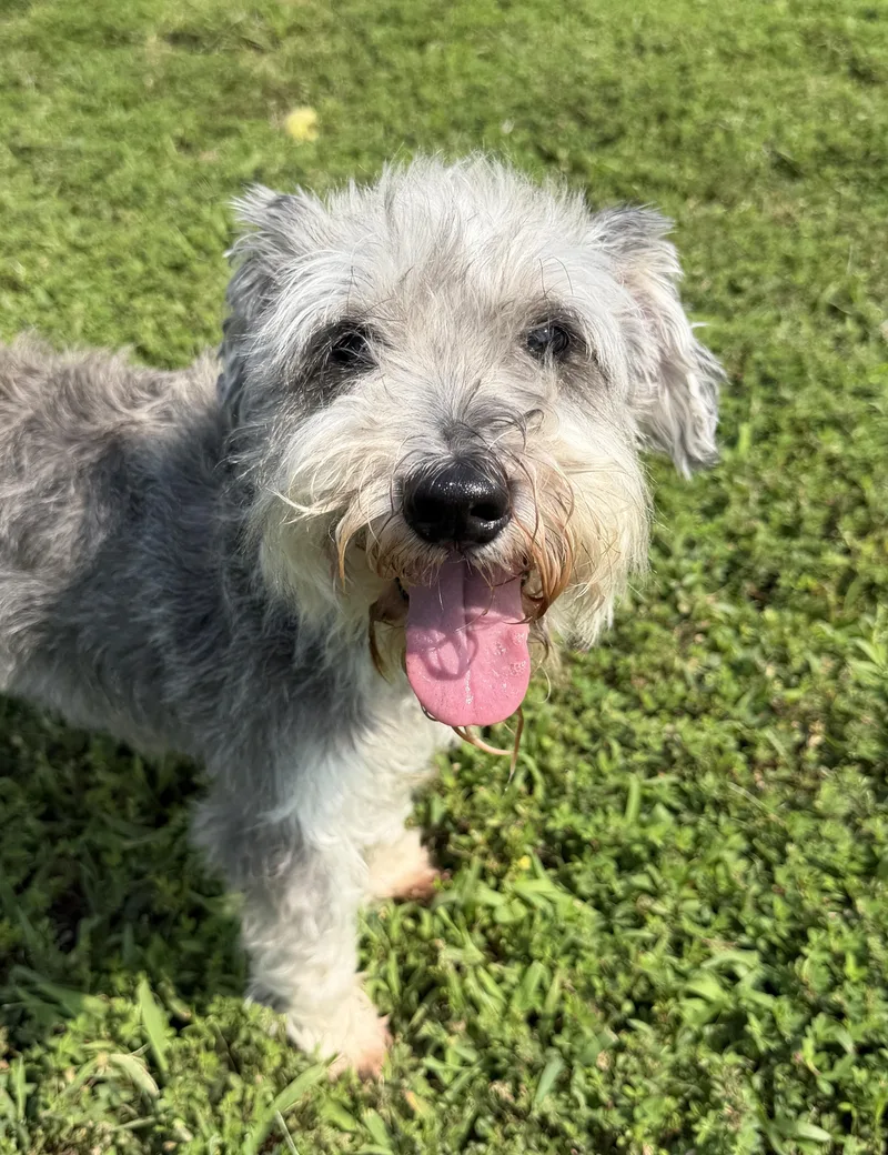 A senior small-sized female Black Miniature Schnauzer dog named Brynner for adoption in Manassas, VA