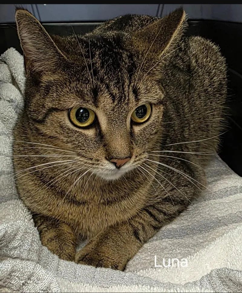 Luna