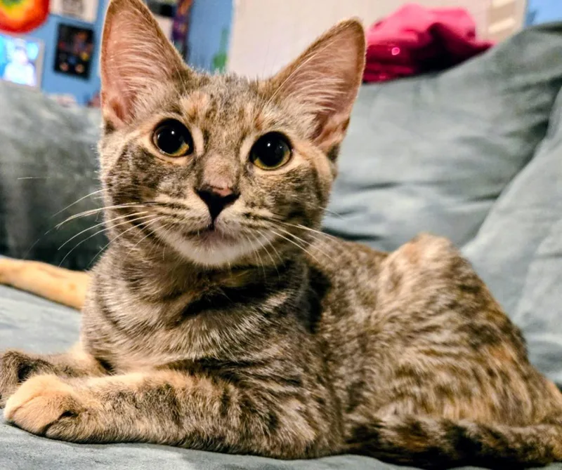 A baby small-sized female Domestic Short Hair cat named Zoey for adoption in St. Augustine, FL