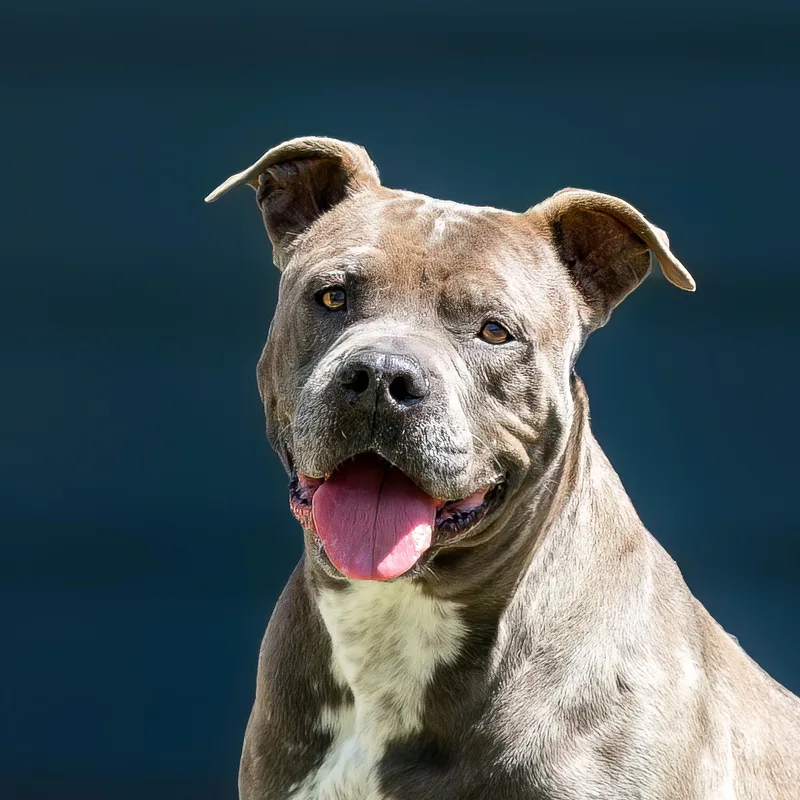 An adult large-sized female American Staffordshire Terrier dog named Lemon Juice for adoption in Tomball, TX