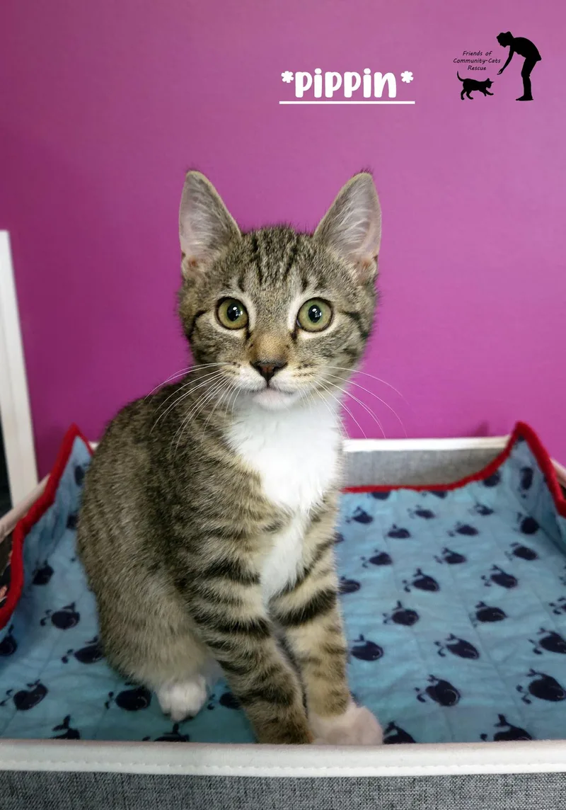 A young medium-sized male Tabby (Brown / Chocolate) Domestic Short Hair cat named Pippin for adoption in Centerville, UT