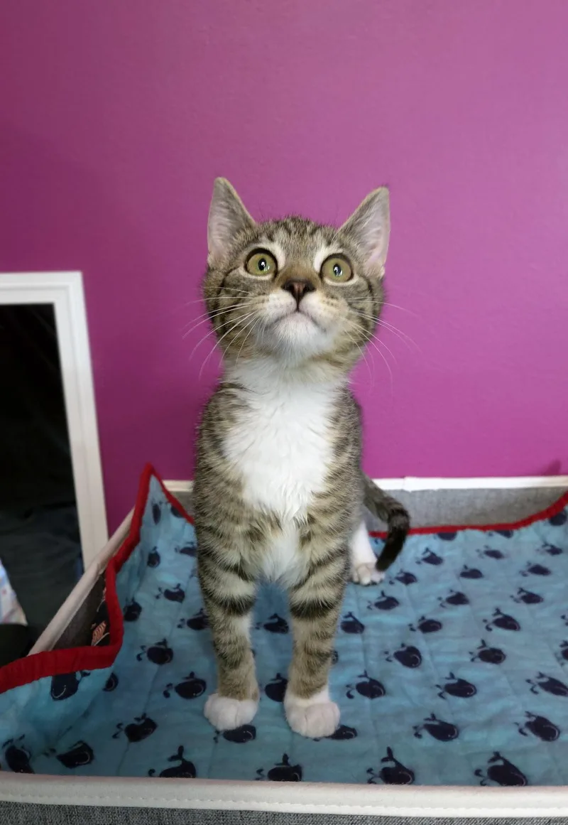 Pippin thumbnail 2